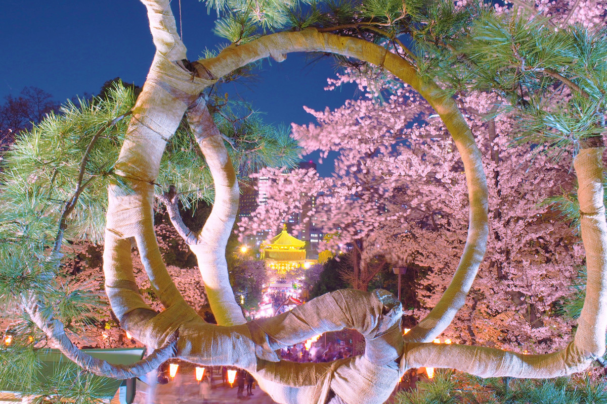 清水観音堂（月の松）の桜